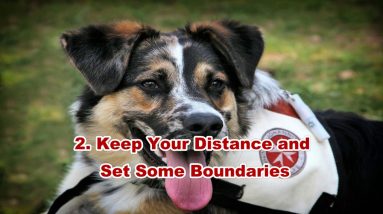 Dog Training - How to Train A Rescue Dog in a Gentle Way - Tip and Advice