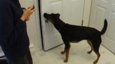 Dog Training: Teach Your Dog to Shut Doors  Part 1 Clicker