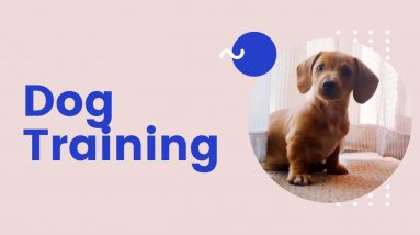 Dog Training Tips   Seven Fun Tricks to Teach Your Dog