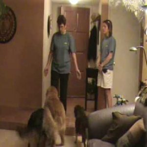 Door Dashing Pt 2: Dog Training Tips from Villa La PAWS, Phoenix AZ
