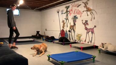 Golden Retriever Puppy Proofs Her Obedience Under High Distraction