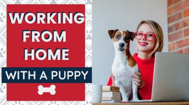 Working From Home with Dogs - Puppy Edition - 7 Tips to Stay Productive While Keeping a Puppy Quiet