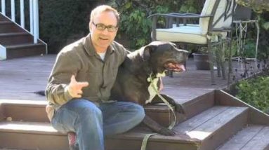 Teach an Old Dog New Tricks – Keeping Old Dogs Active | Vita Bone Dog Training