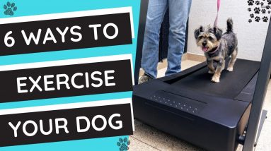 How to Exercise Your Dog 6 Ways to Drain Your Puppy's Energy