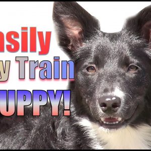 How to Potty Train & Crate Train a Puppy OR Dog HUMANELY and EFFECTIVELY!