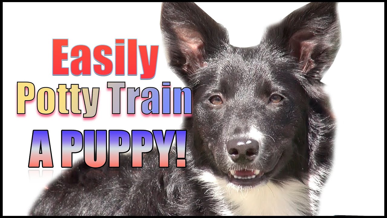 How to Potty Train & Crate Train a Puppy OR Dog HUMANELY and