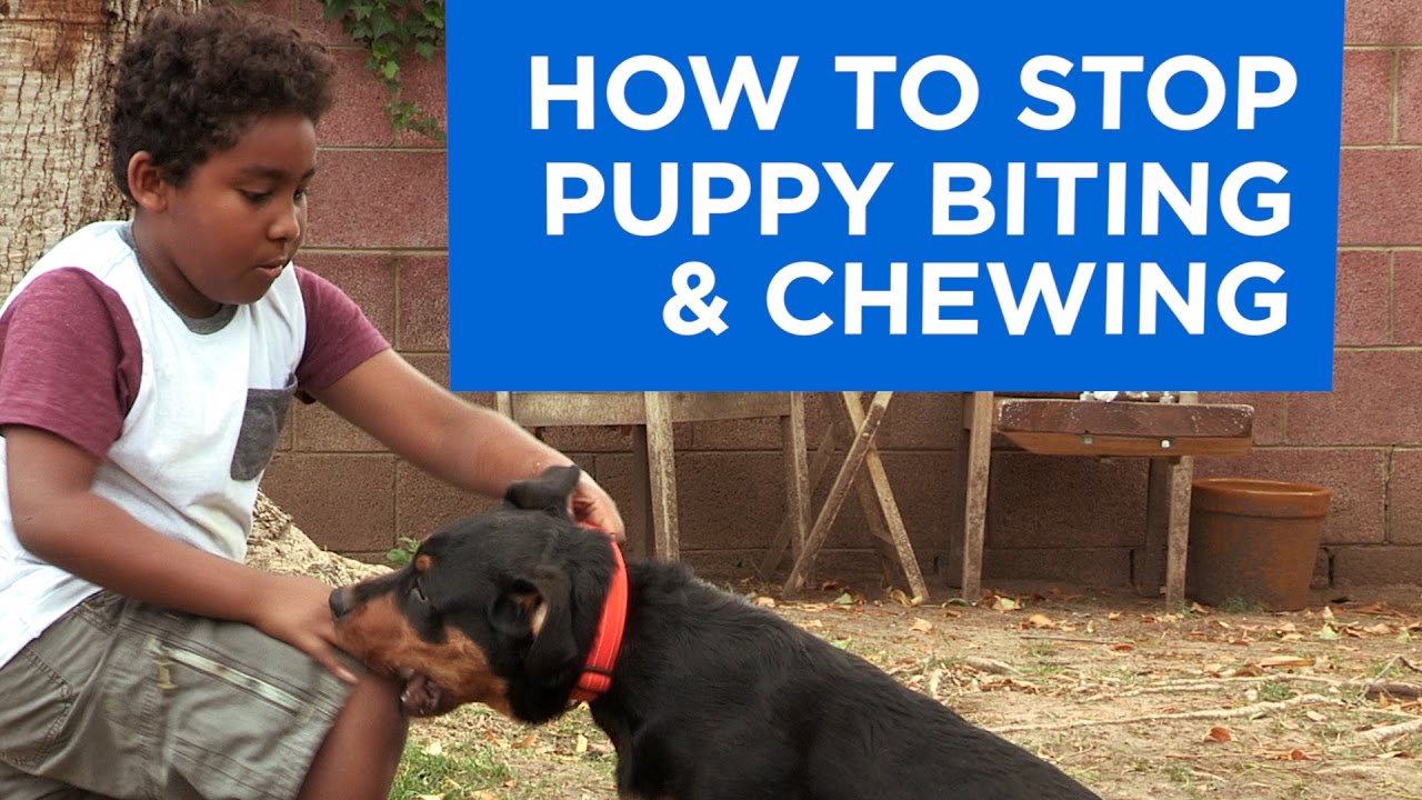 How To Stop Puppy Biting And Chewing Best Dog Training Methods