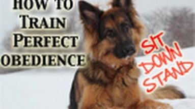 How To Teach Any Dog PERFECT Obedience! (Sit,Down,Stand)