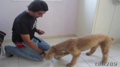 How to train a dog to "Leave it"