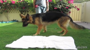 How To Train A Dog To Settle Down / Relax