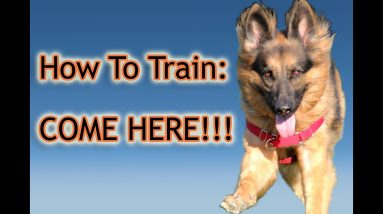 How To Train Your Dog: "Come Here!" PERFECTLY!!!