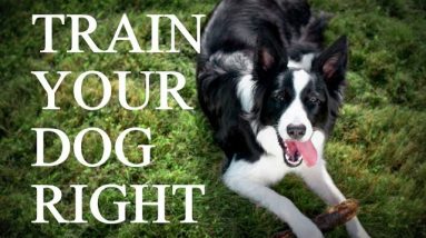 How to Train Your Dog - Setting Your Dog Up To Succeed