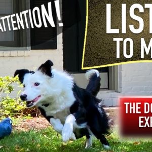 How to Train Your Dog When They ONLY Listen SOMETIMES!