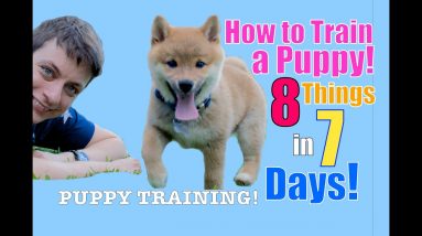 How to Train Your Puppy 8 Things in 7 Days! (STOP Puppy Biting, Come, Stay... )