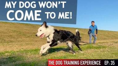 I Let My Dog Off Leash and She Ran Away From Me!
