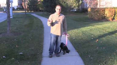 Leash Walking your Dog | Vita Bone Dog Training