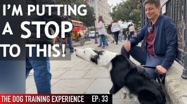 My Dog FREAKS OUT Every Time Someone Comes Over! What I’m Doing About It!