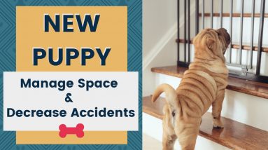 New Puppy - How to Manage the Space and Decrease Accidents
