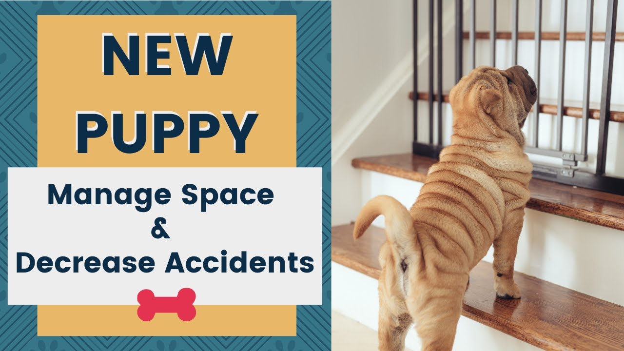 New Puppy How to Manage the Space and Decrease Accidents Best Dog
