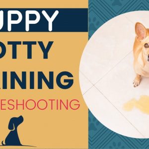 New Puppy Potty Training - Troubleshooting Housebreaking Dilemmas