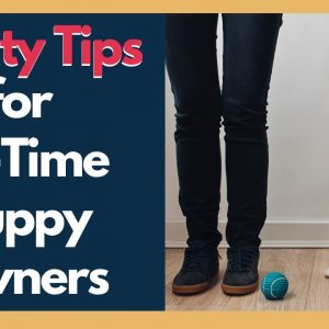 New Puppy Training - Helpful Reality Tips For First Time Dog Owners
