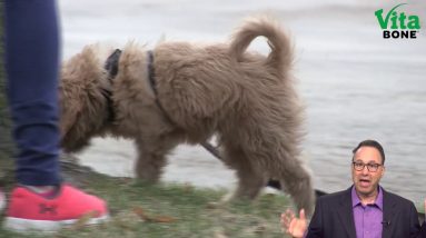 Potty Training Your Puppy