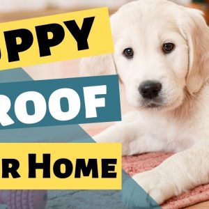 Puppy Proofing Your House - Puppy Proof For New Puppy