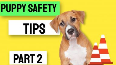 Puppy Safety Tips for New Puppy Owners