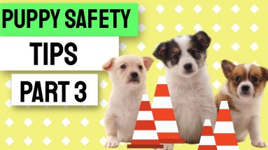 Puppy Safety Tips - Part 3