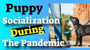 Puppy Socialization During The Pandemic