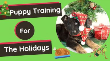Puppy Training 101 - Safety Tips For The Holidays
