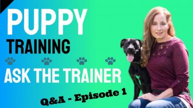 Puppy Training  - Ask the Dog Trainer Q&A Episode 1
