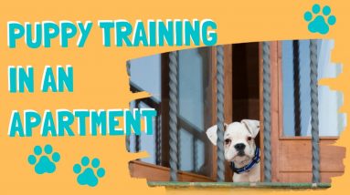 Puppy Training In An Apartment or Condo