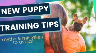 New Puppy Training Myths and Mistakes To Avoid As a First Time Puppy Owner