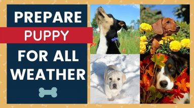 Puppy Training - Prepare Puppy For All Weather Conditions