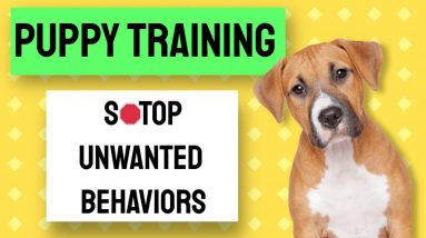 Puppy Training Using "Nothing In Life Is Free" Training