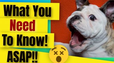 Puppy Training - What You Should Know ASAP!!