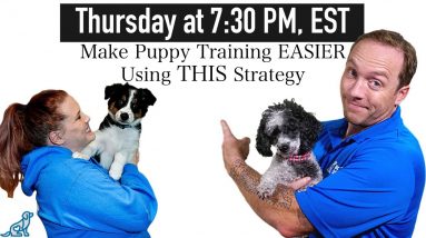 Puppy Training - Your Expectations Determine Your Reality