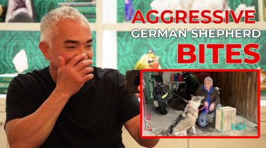 REACTING TO WHEN AN AGGRESSIVE GERMAN SHEPHERD BIT ME!