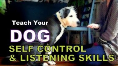Increase Your Dog's Self Control, Listening Skills & Mental Stimulation - 5 Exercises to play