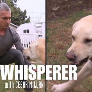 Showdown with Holly | Dog Whisperer