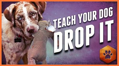 Teach a Dog to Drop It - Get polite mouth control with Tug
