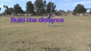 Teaching Disc Dog