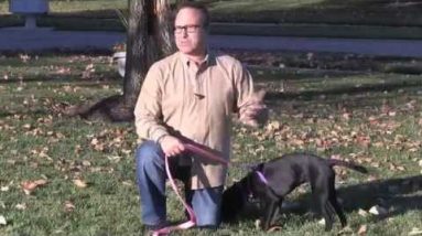 Teaching your Dog the “Come” Command - Outdoors | Vita Bone Dog Training