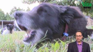 Teaching Your Dog to Pay Attention