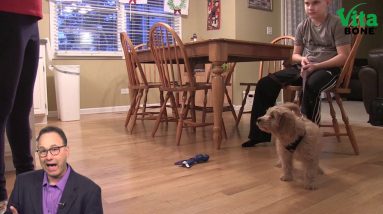 Teaching Your Dog to Sit