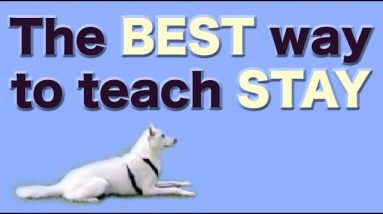The BEST and FASTEST way to teach STAY - stay training, stay fun!