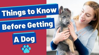Things To Know Before Getting a Dog So You Avoid The Puppy Blues