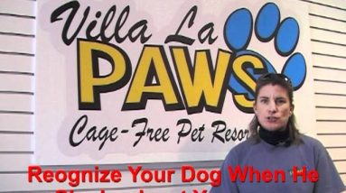 Top 5 Tips for Getting Your Dog's Attention