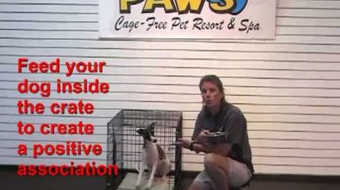 Training Tip: How to Crate Train Your Dog